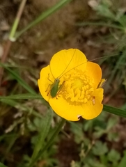 Leptophyes punctatissima