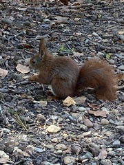 Sciurus vulgaris