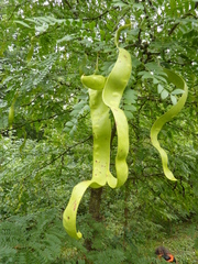 Gleditsia caspia