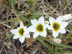 Ixia paniculata