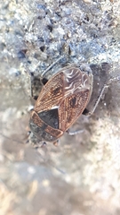 Trapezonotus arenarius