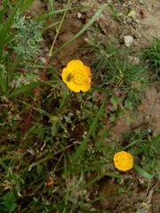 Leptophyes punctatissima