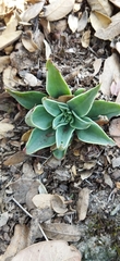 Echeveria bifida