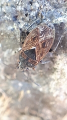 Trapezonotus arenarius