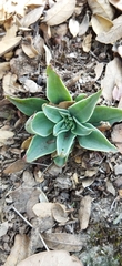Echeveria bifida