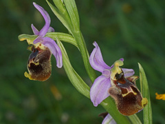 Ophrys fuciflora heterochila