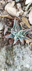 Echeveria bifida