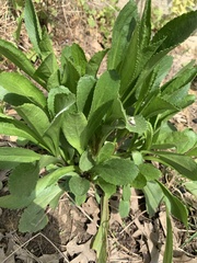 Asteroideae