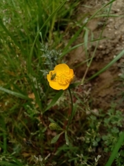 Leptophyes punctatissima