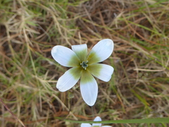 Ixia paniculata