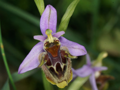 Ophrys fuciflora heterochila