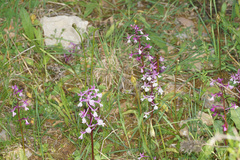 Orchis × sezikiana