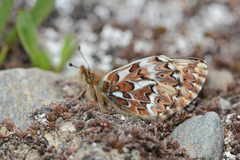 Boloria freija browni
