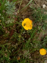 Leptophyes punctatissima