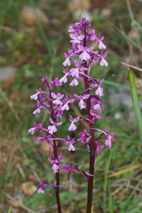 Orchis × sezikiana