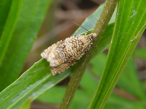 Syricoris lacunana nuotrauka