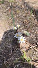 Sanguinaria canadensis