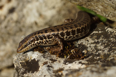 Heremites auratus