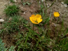 Leptophyes punctatissima