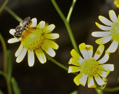 Senecio polyanthemoides