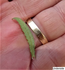 Senecio polyanthemoides