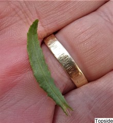 Senecio polyanthemoides