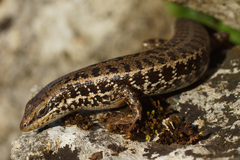 Heremites auratus