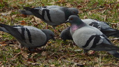 Columba livia domestica