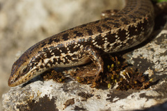 Heremites auratus
