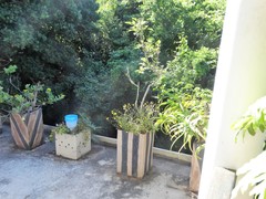 Senecio polyanthemoides