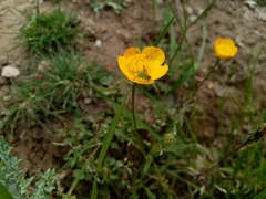 Leptophyes punctatissima