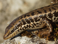 Heremites auratus