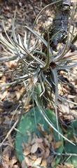 Tillandsia lepidosepala