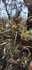 Tillandsia lepidosepala