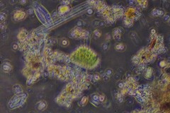 Pseudopediastrum boryanum longicorne