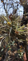 Tillandsia lepidosepala