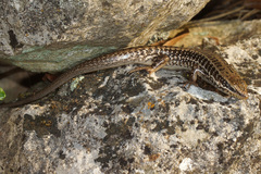 Heremites auratus