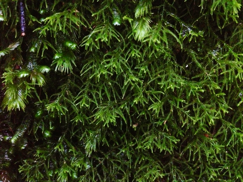 Lepidozia microphylla