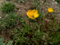 Leptophyes punctatissima