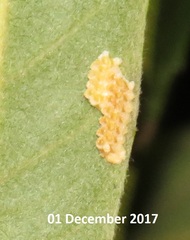 Negromantis gracillima