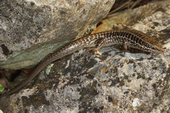 Heremites auratus