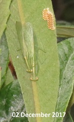 Negromantis gracillima