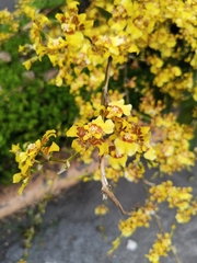 Oncidium sphacelatum