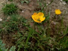 Leptophyes punctatissima