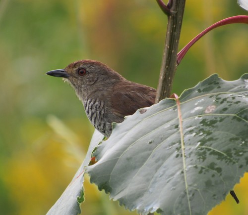 Thamnophilus ruficapillus