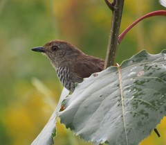 Thamnophilus ruficapillus