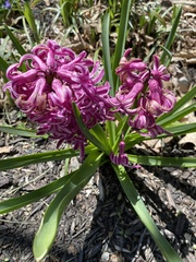 Hyacinthus