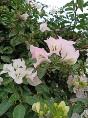 Bougainvillea