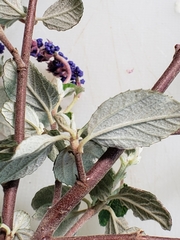 Ceanothus tomentosus tomentosus