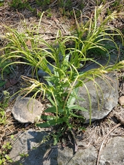 Borodinia missouriensis